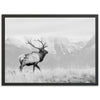 American Elk II - Shutter and Frame
