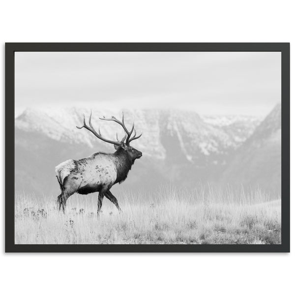 American Elk II - Shutter and Frame