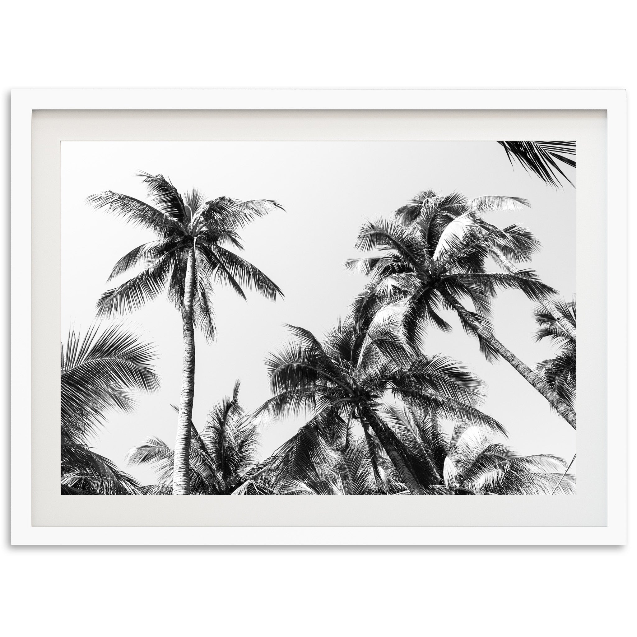 Under the Palms - Shutter and Frame