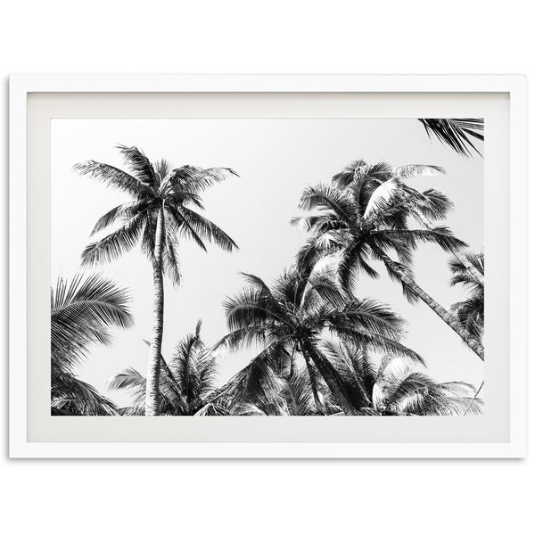Under the Palms - Shutter and Frame