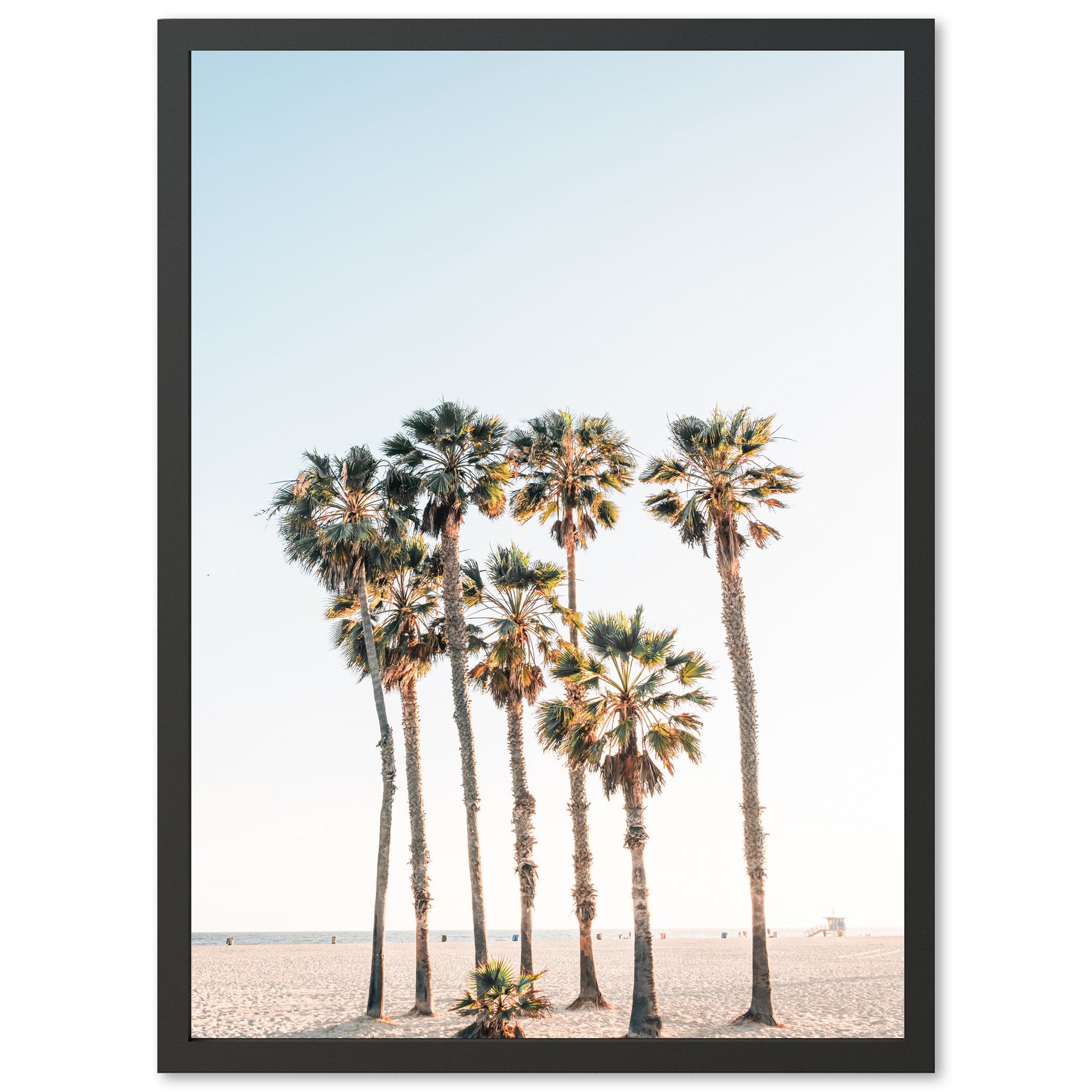 Beach Palms - Shutter and Frame