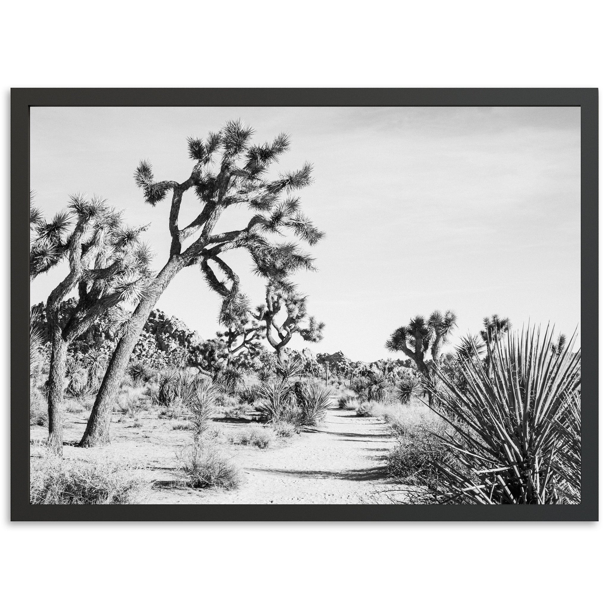 Strange Trails - Shutter and Frame