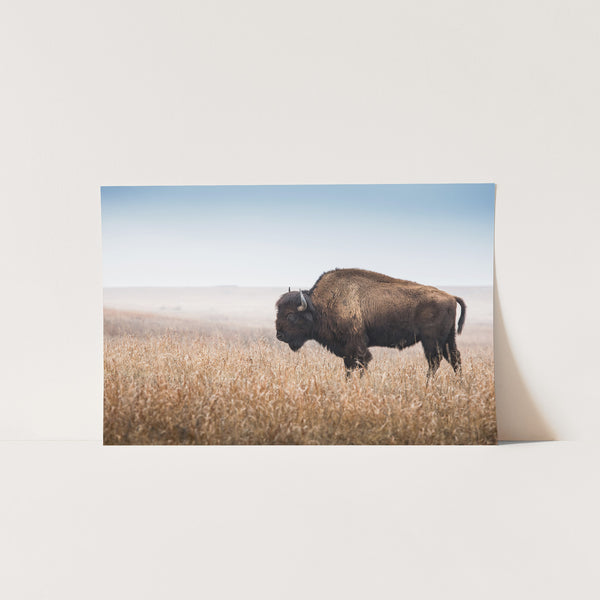 American Bison - Shutter and Frame