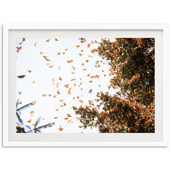 Monarchs - Shutter and Frame