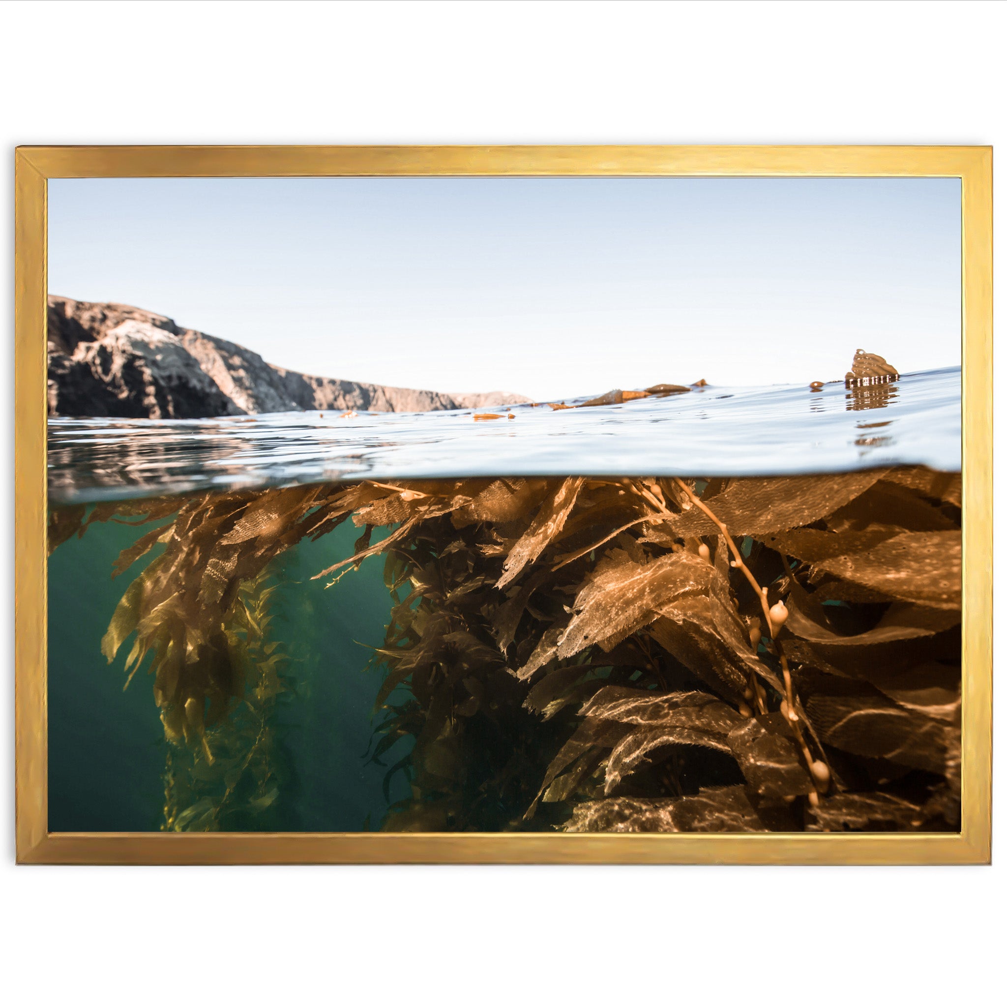 Kelp Forest - Shutter and Frame