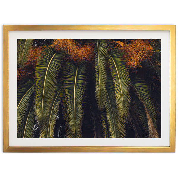 King Palm - Shutter and Frame