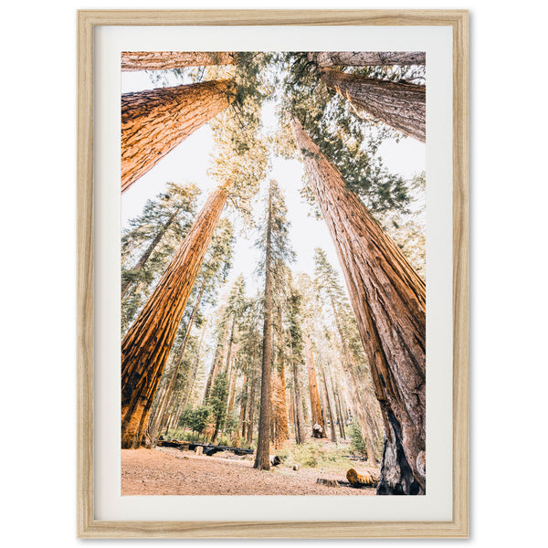 Giants - Shutter and Frame