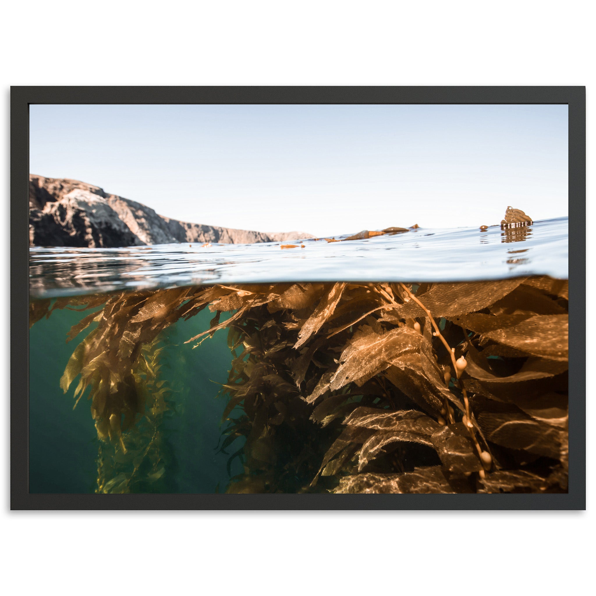 Kelp Forest - Shutter and Frame