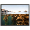 Kelp Forest - Shutter and Frame