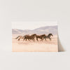 Gallop - Shutter and Frame