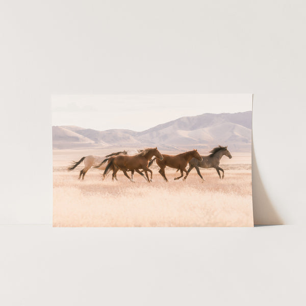 Gallop - Shutter and Frame