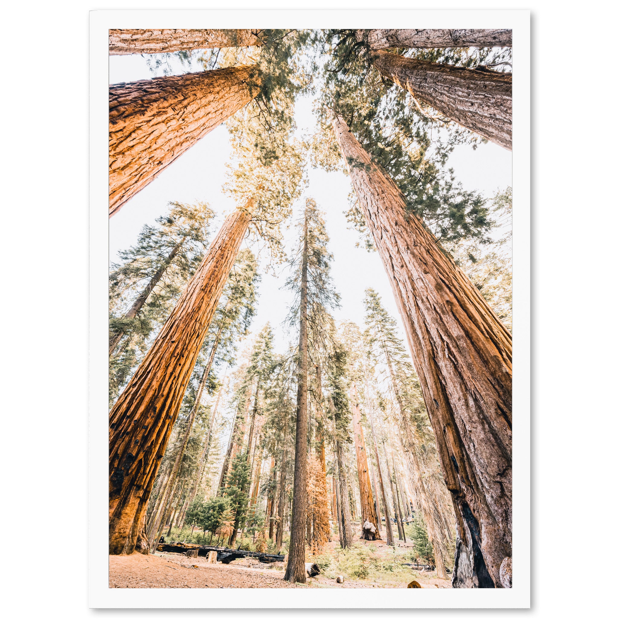 Giants - Shutter and Frame