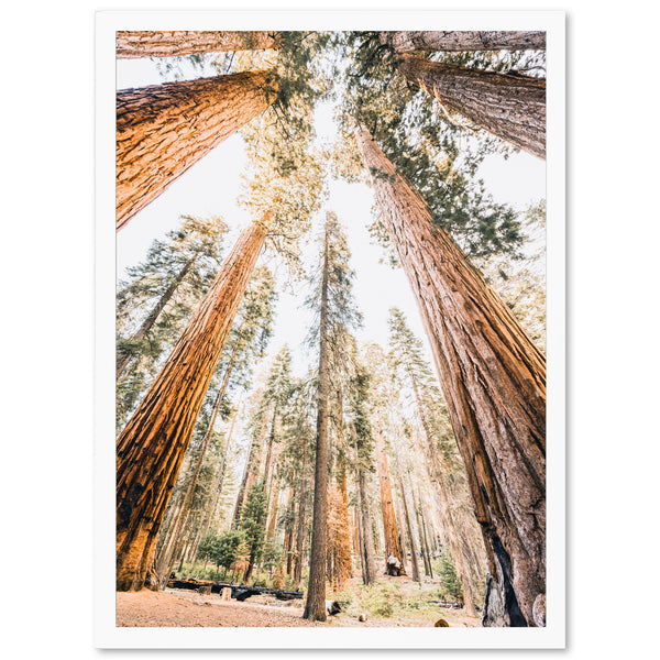 Giants - Shutter and Frame