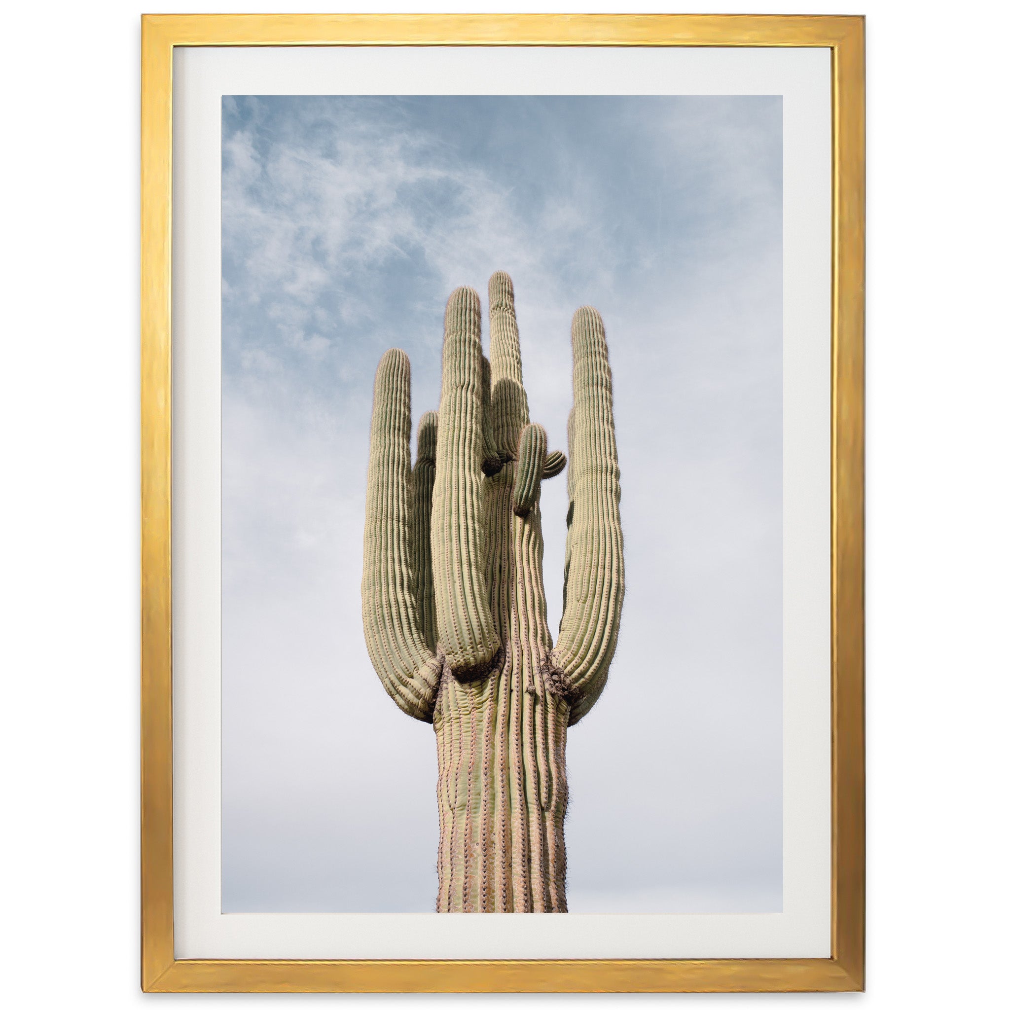 El Saguaro - Shutter and Frame