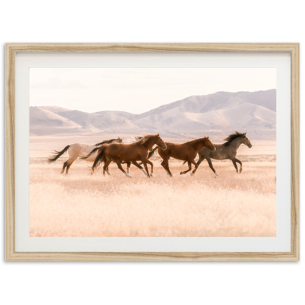 Gallop - Shutter and Frame