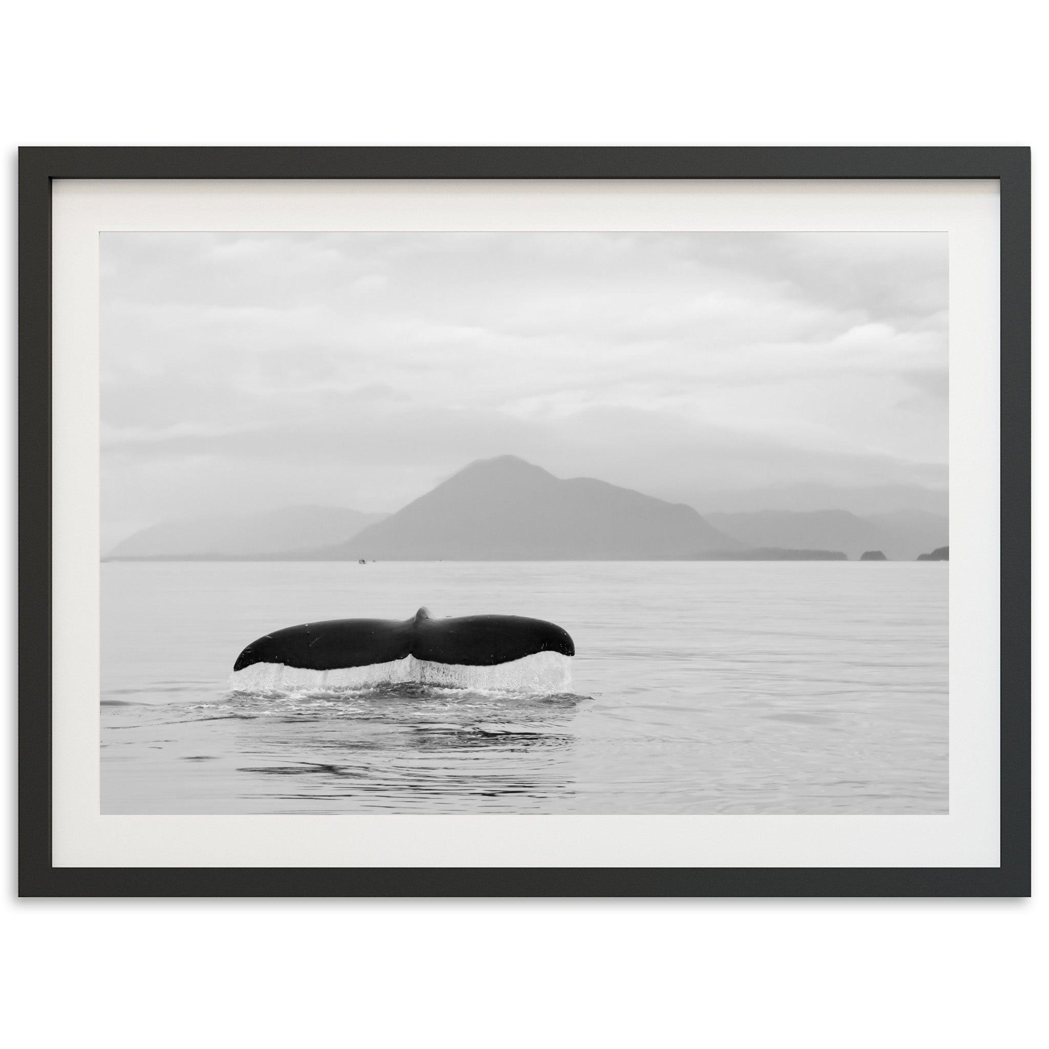 Tale of a Whale - Shutter and Frame
