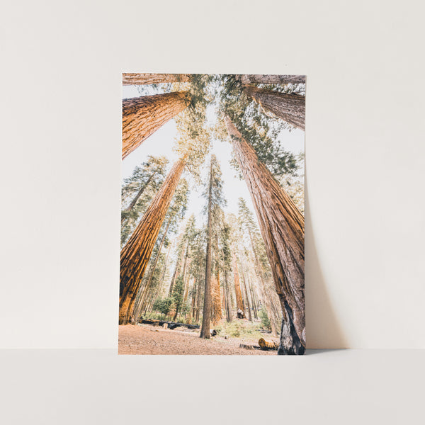 Giants - Shutter and Frame