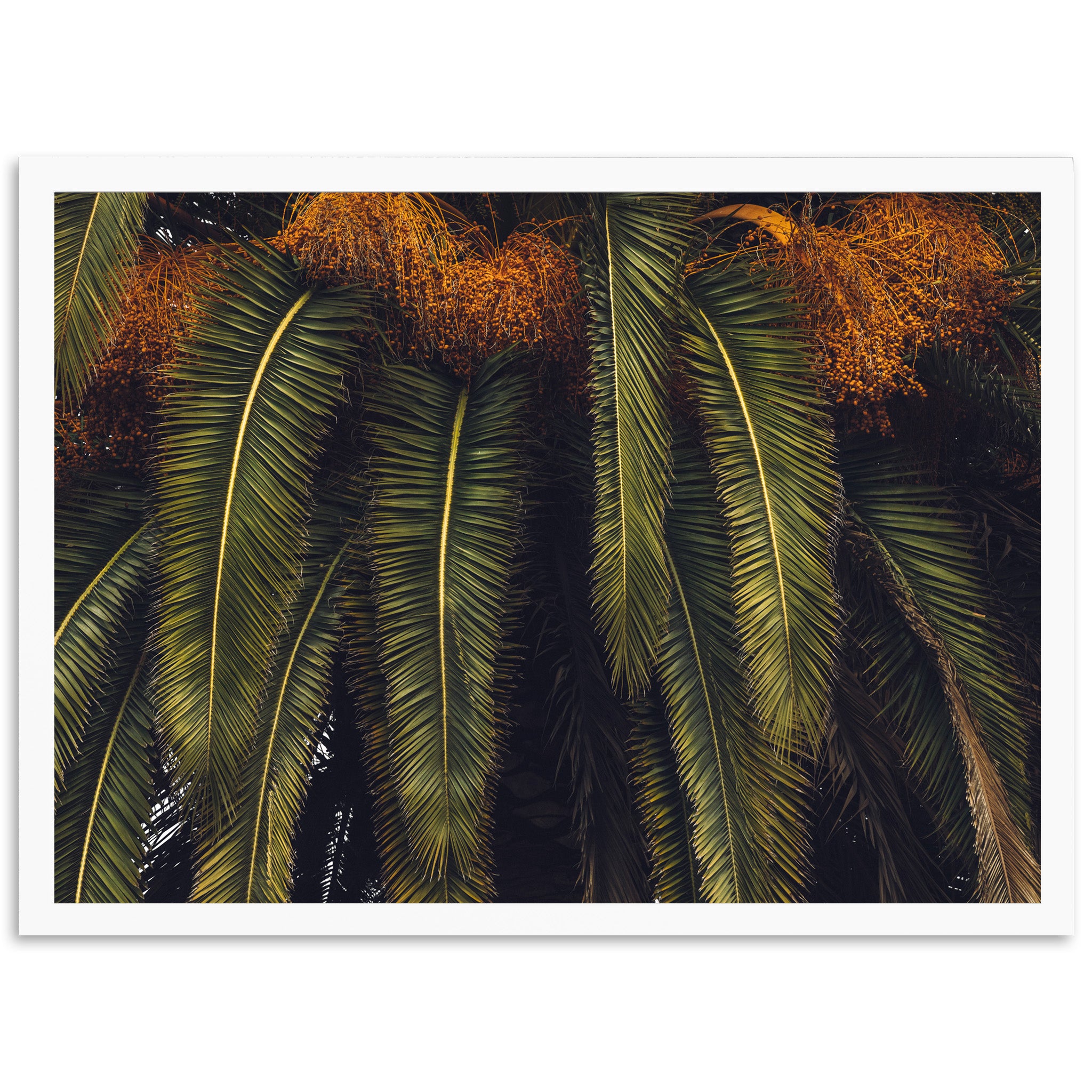 King Palm - Shutter and Frame