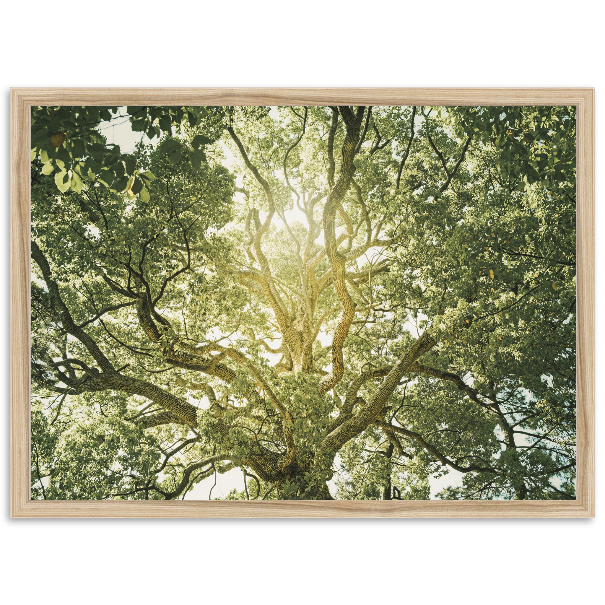 Tree of Life - Shutter and Frame