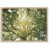 Tree of Life - Shutter and Frame