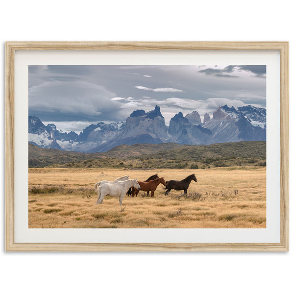 Wild Patagonia - Shutter and Frame