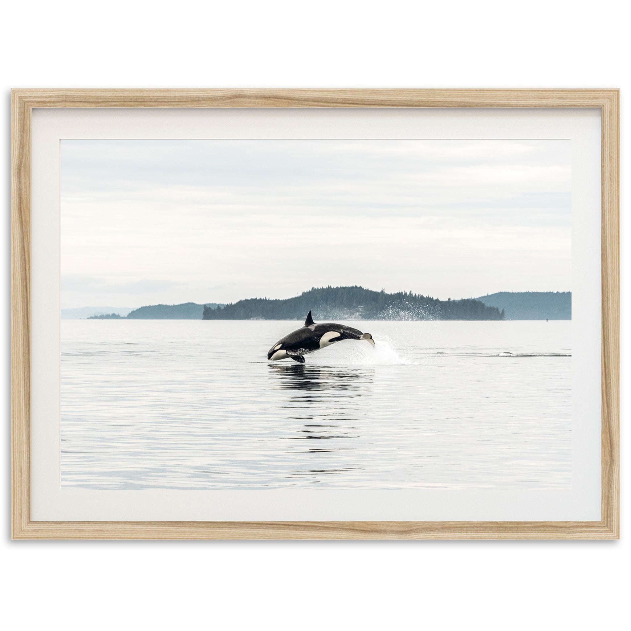 Orca - Shutter and Frame