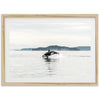 Orca - Shutter and Frame