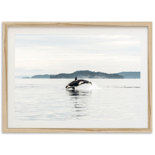 Orca - Shutter and Frame