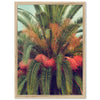Queen Palm - Shutter and Frame