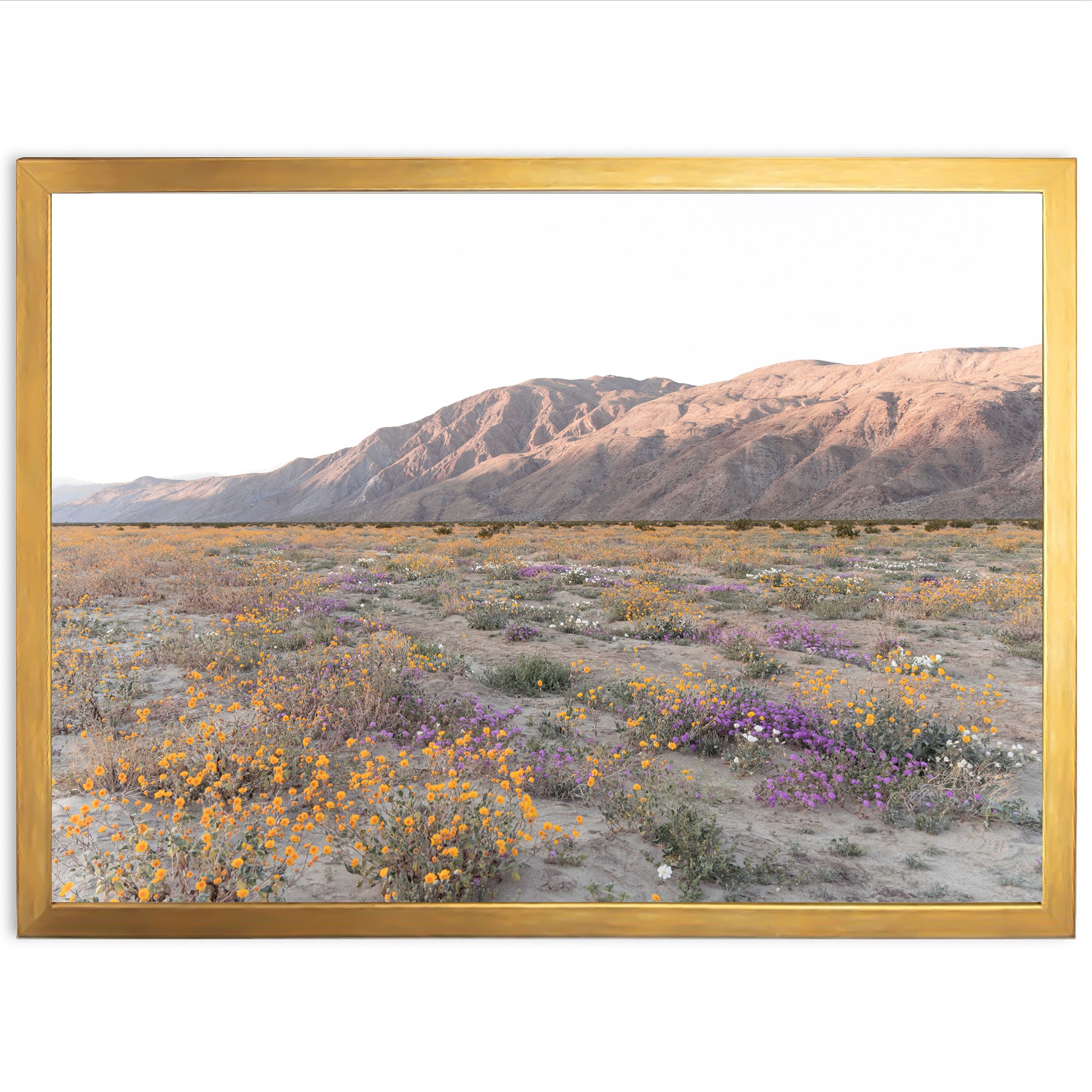 Desert Bloom - Shutter and Frame