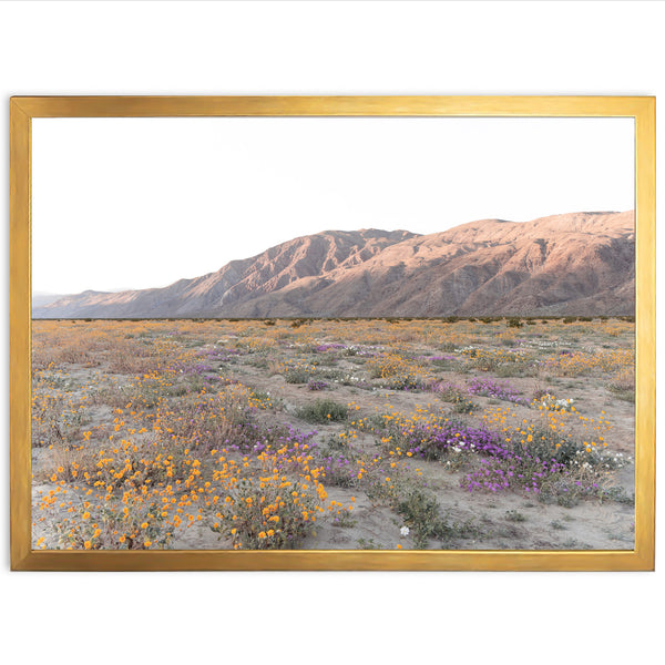 Desert Bloom - Shutter and Frame