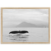 Tale of a Whale - Shutter and Frame