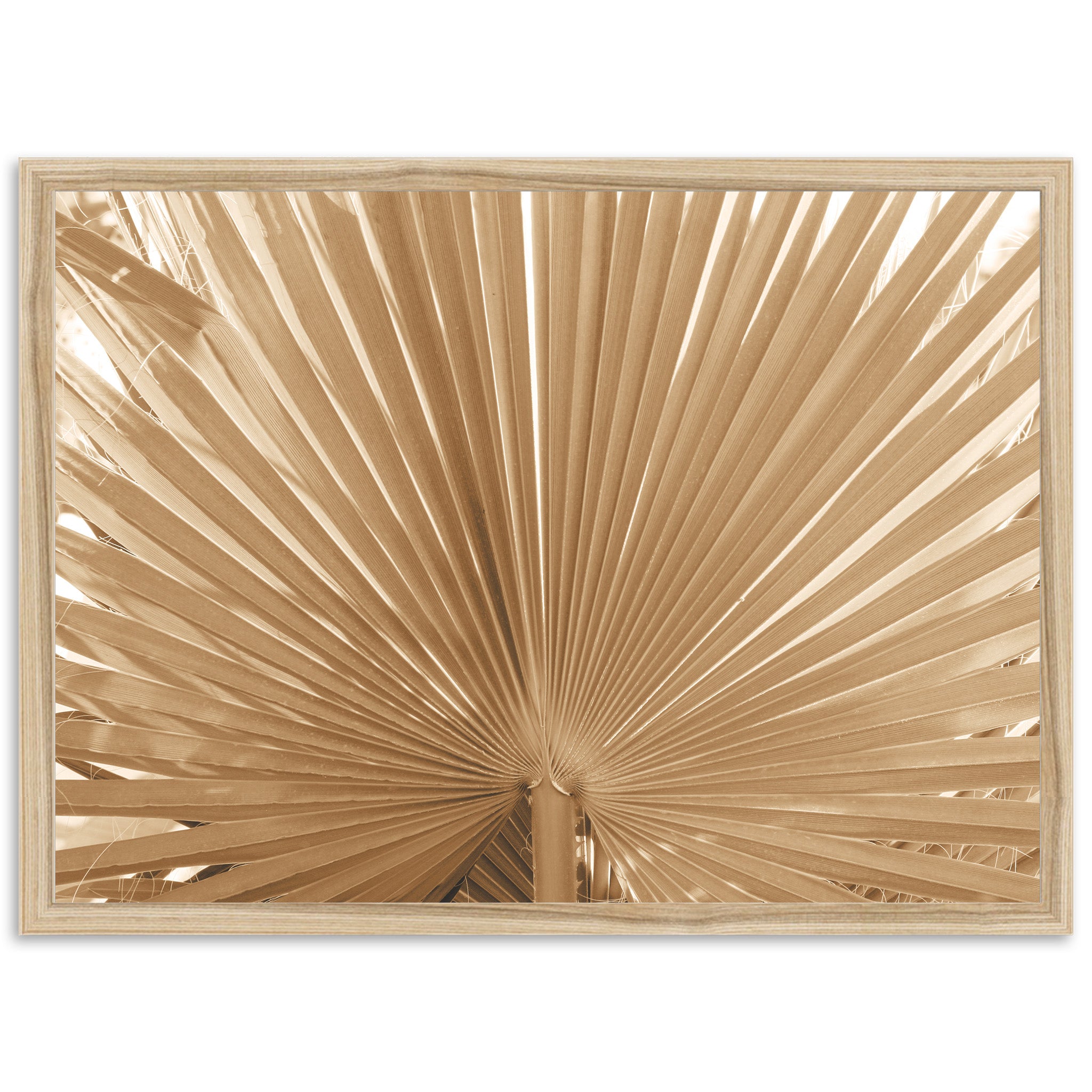 Palma - Shutter and Frame