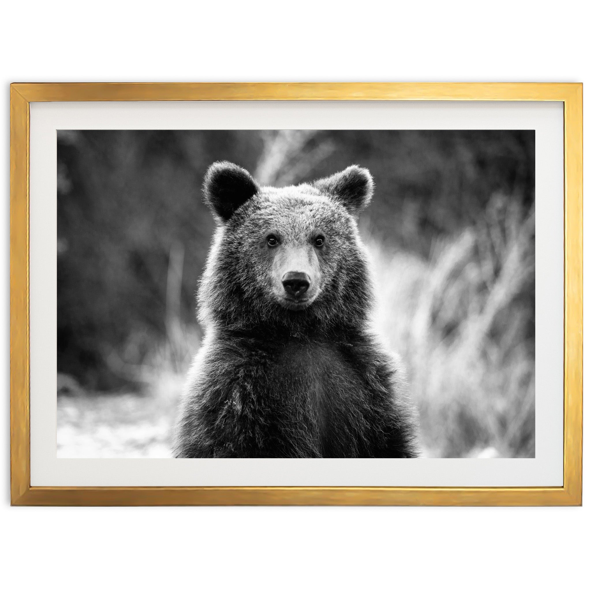 Bear II - Shutter and Frame