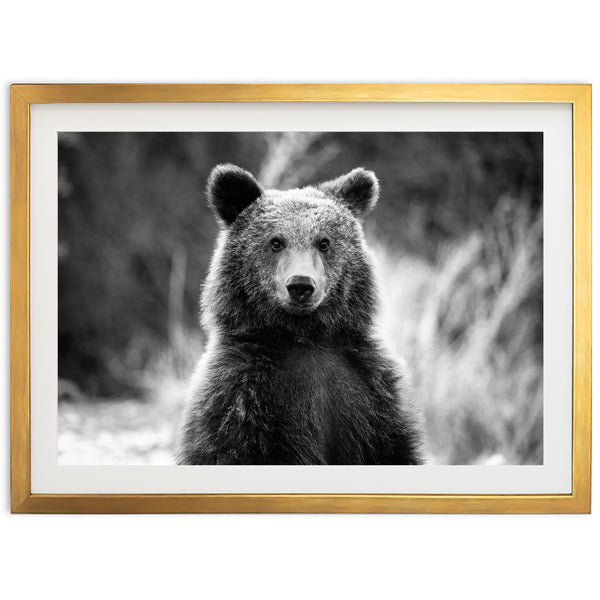 Bear II - Shutter and Frame