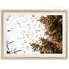 Monarchs - Shutter and Frame