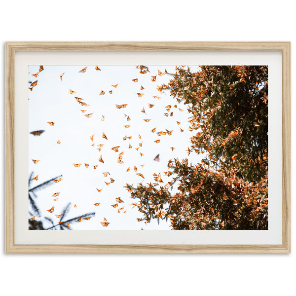 Monarchs - Shutter and Frame
