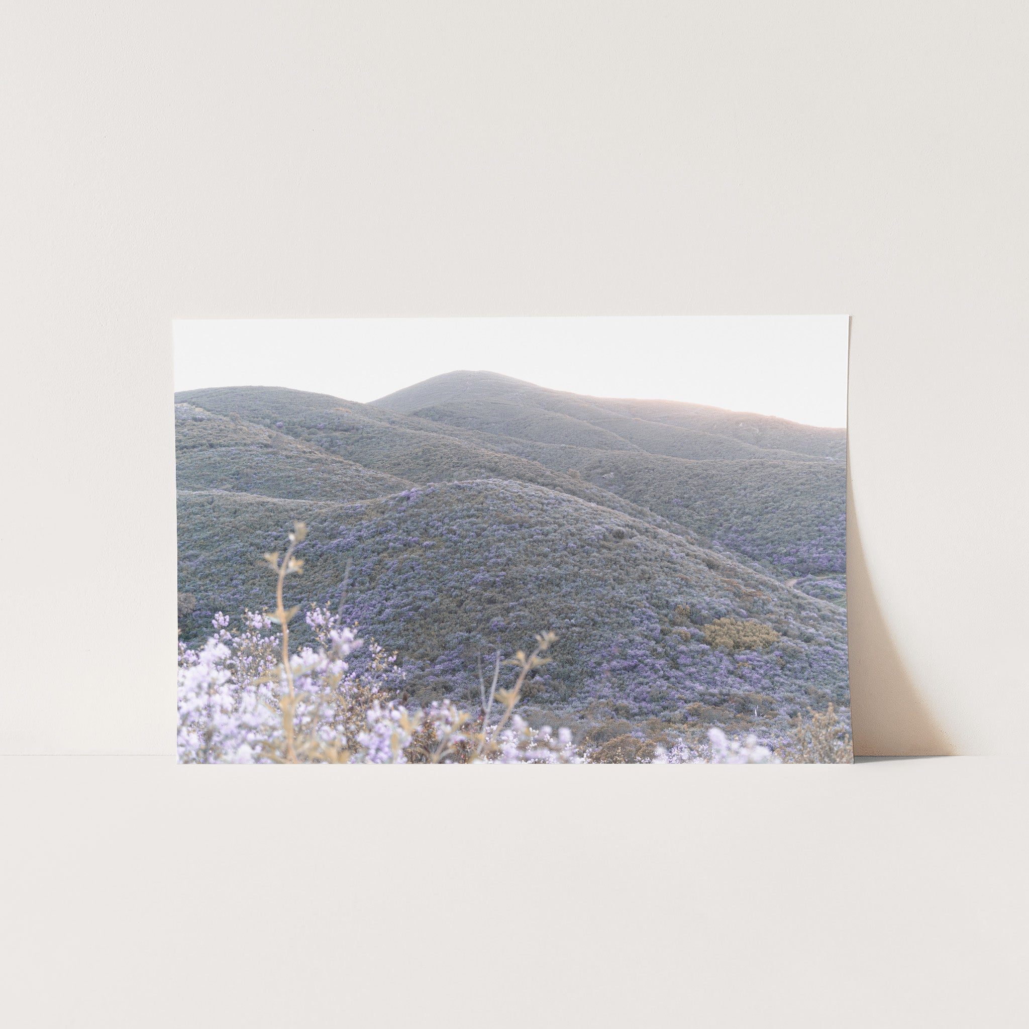 Lilac Bloom - Shutter and Frame