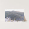 Lilac Bloom - Shutter and Frame