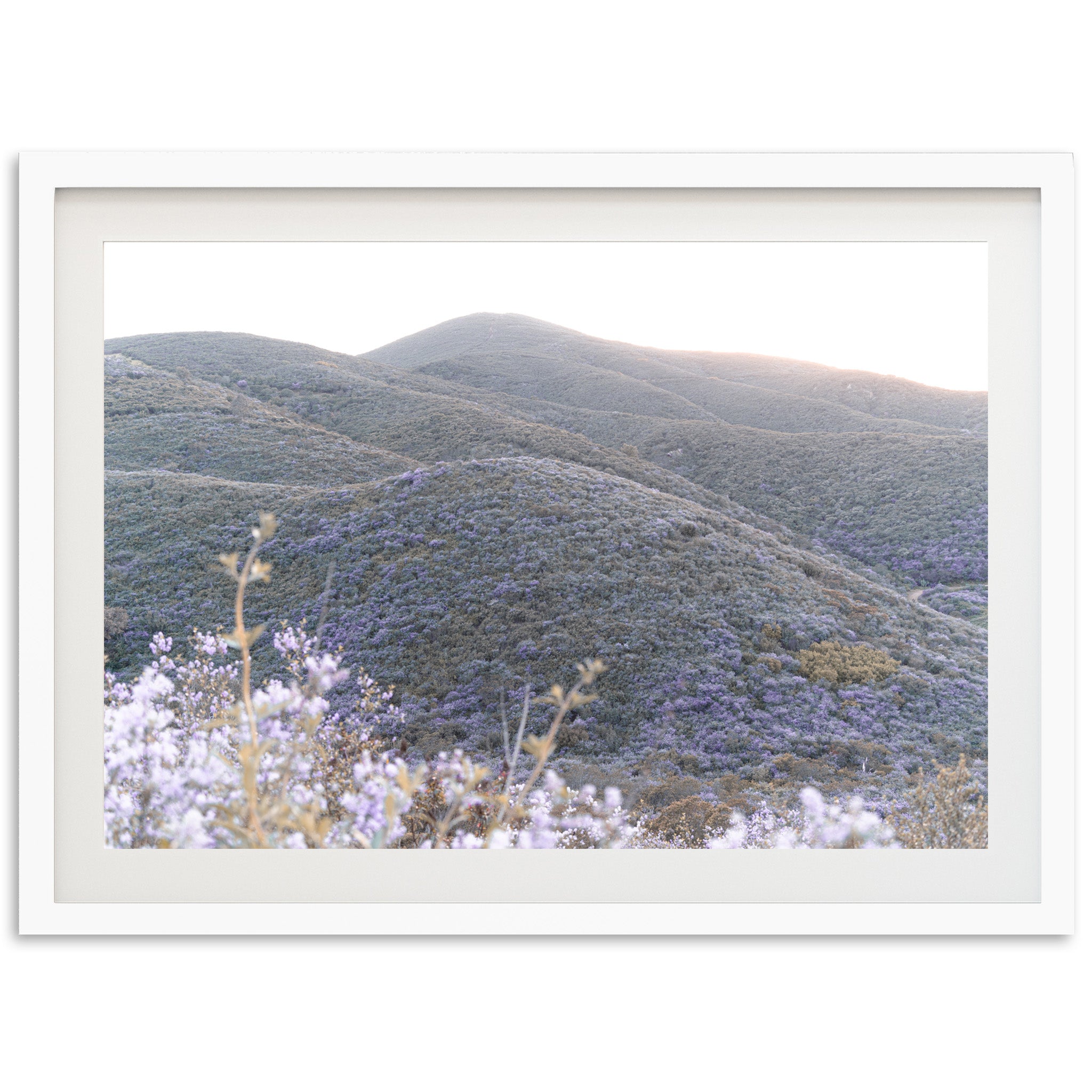Lilac Bloom - Shutter and Frame