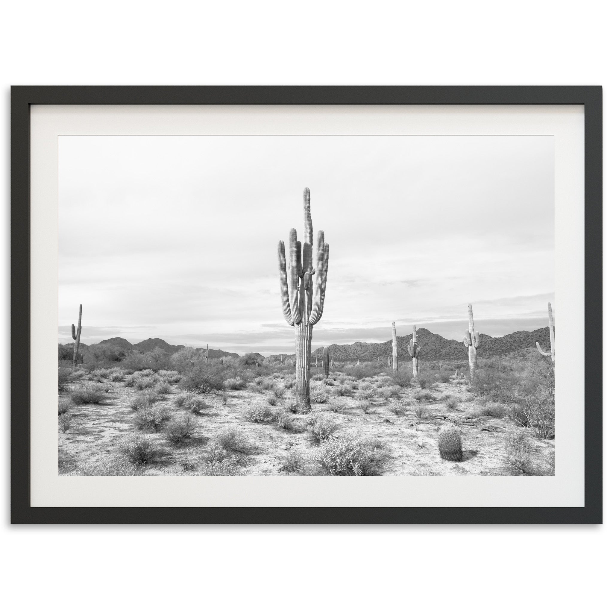 Sonora II - Shutter and Frame