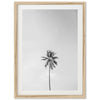 One Palm - Shutter and Frame