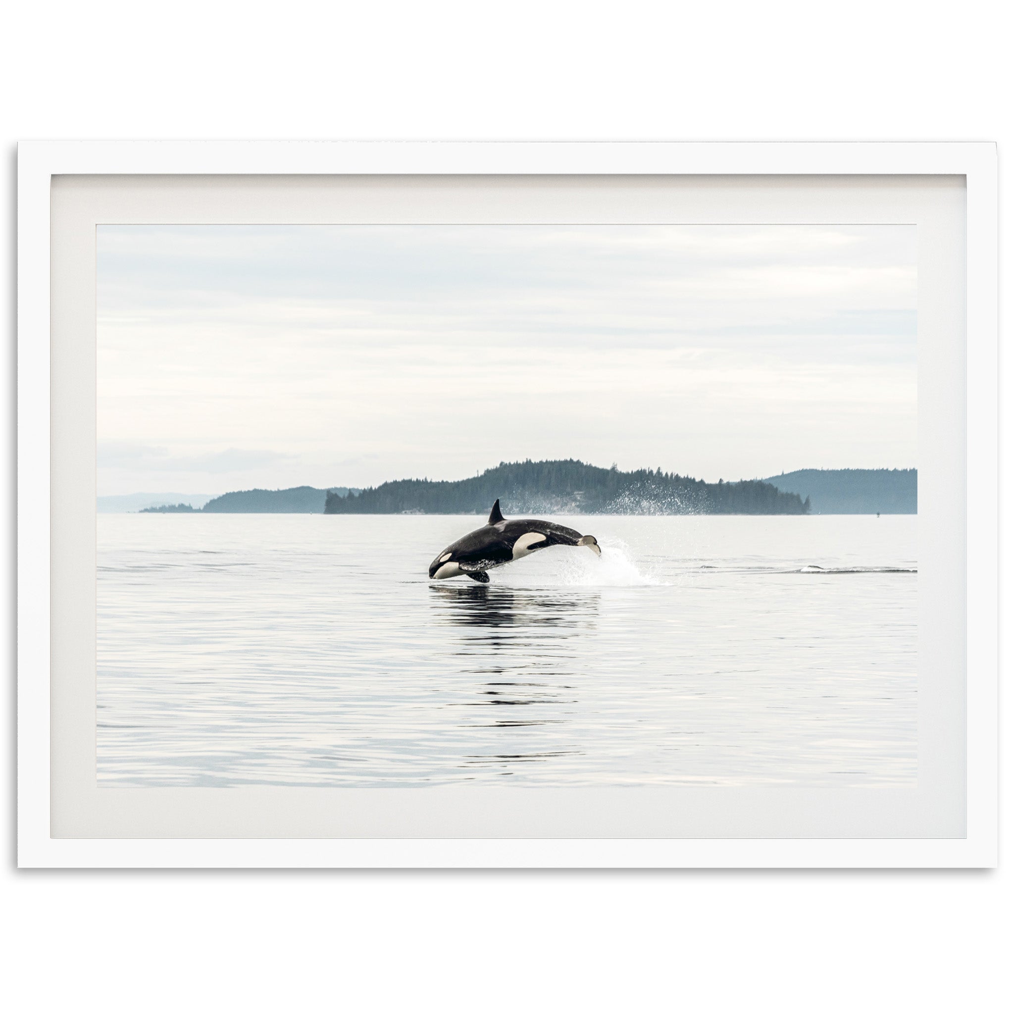 Orca - Shutter and Frame