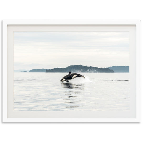 Orca - Shutter and Frame