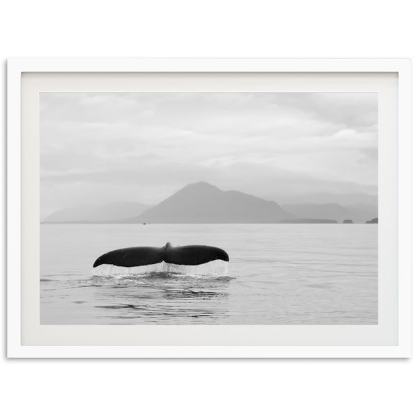 Tale of a Whale - Shutter and Frame