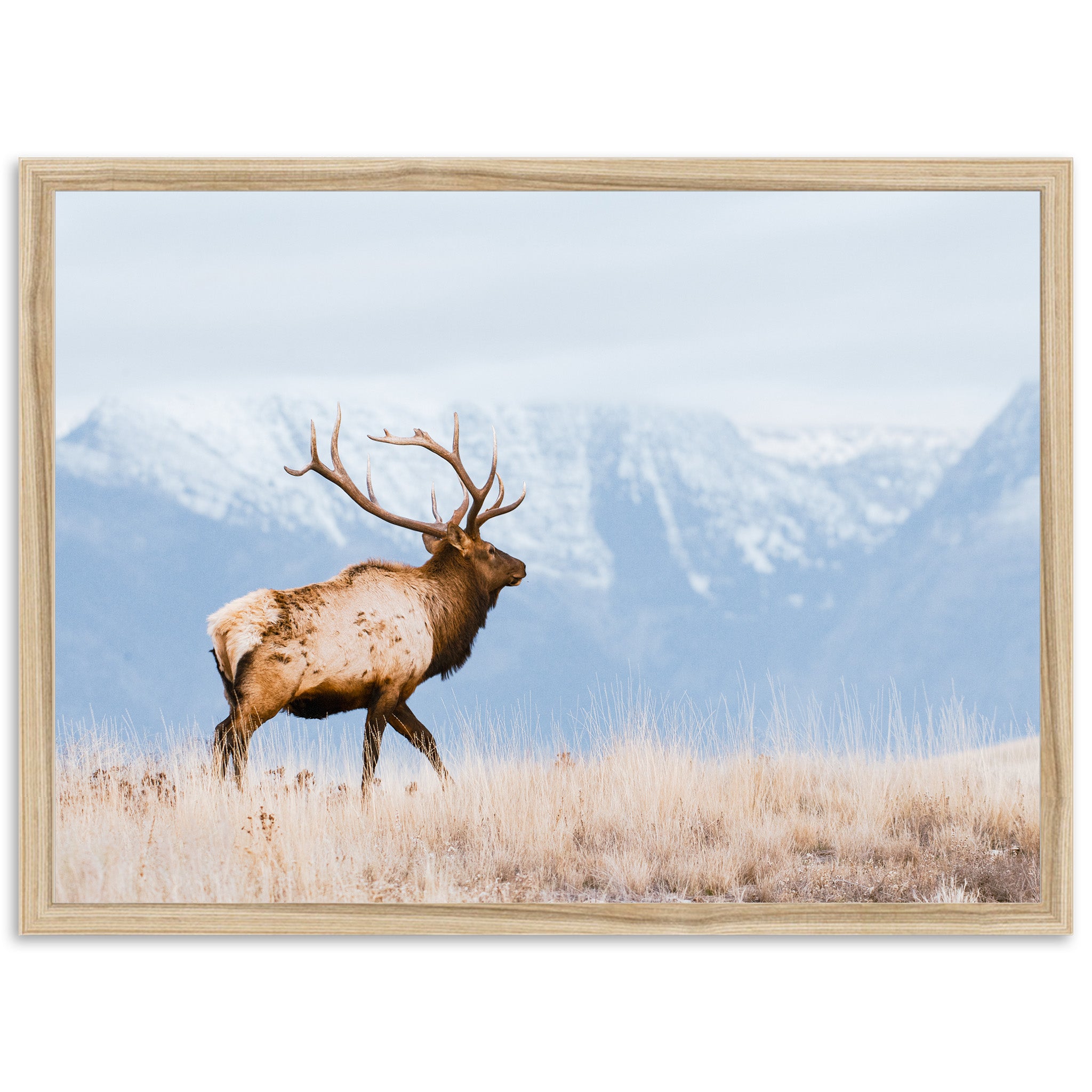 American Elk - Shutter and Frame