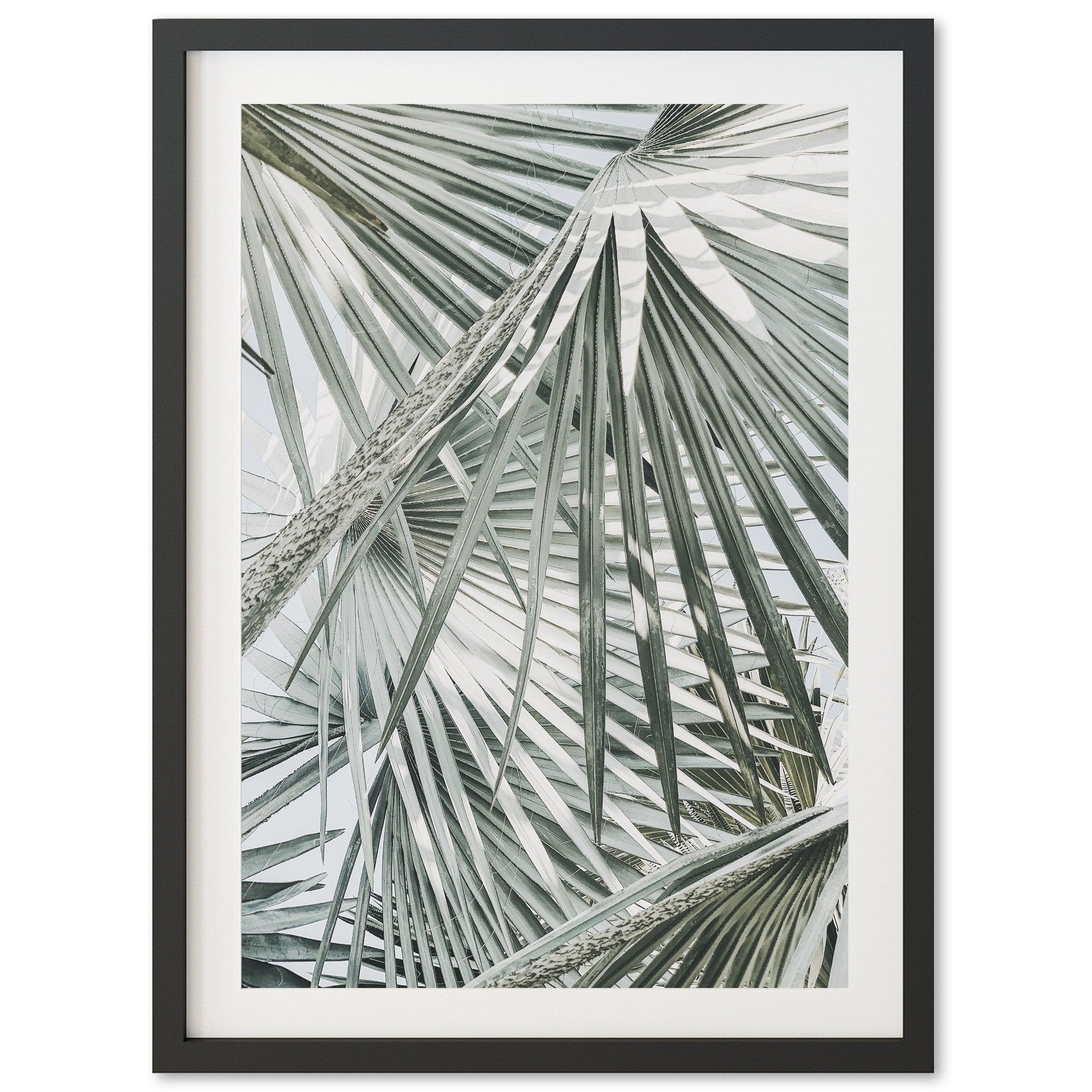 Palm Fan - Shutter and Frame