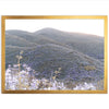 Lilac Bloom - Shutter and Frame
