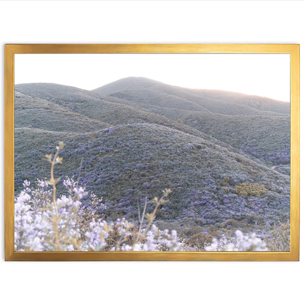 Lilac Bloom - Shutter and Frame