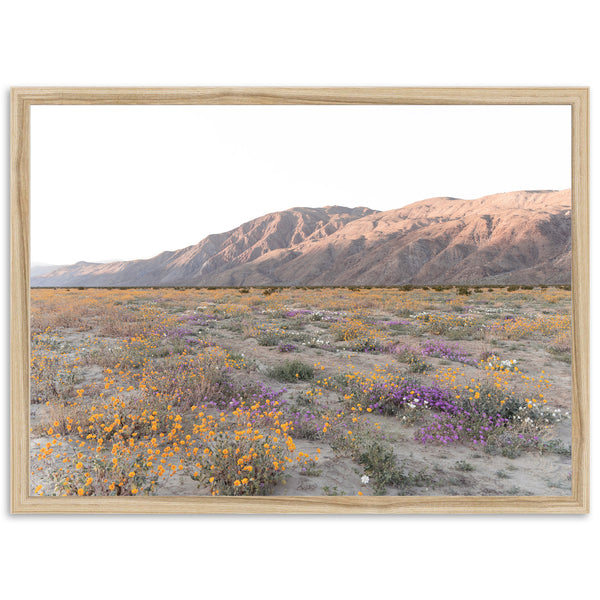 Desert Bloom - Shutter and Frame